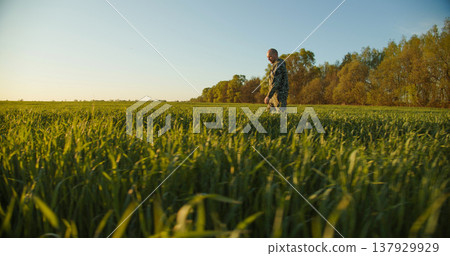 Farmer walks through a young green field during sunset. Adult man farmer walking and checks  his agriculture field. Human walking on agriculture field.   Person walks on high green grass 137929929