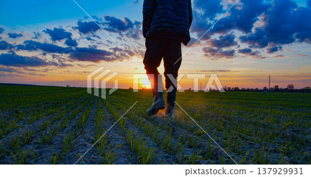 Farmer walks through a young wheat green field during sunset. Bottom view of a man walking in rubber boots in a farmer's field at sunset. Human walking on agriculture field 137929931