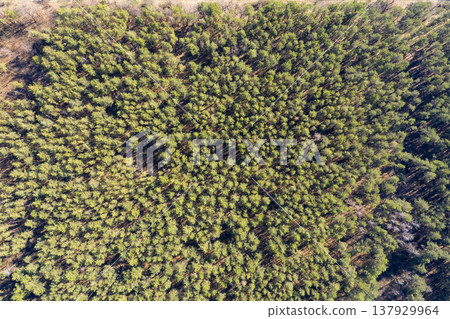 view from above of forest view from above of forest 137929964