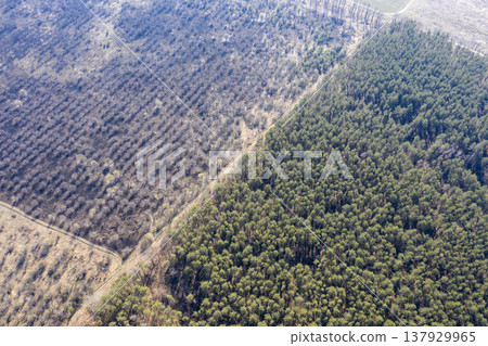 view from above of forest view from above of forest 137929965