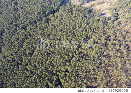 view from above of forest view from above of forest 137929966