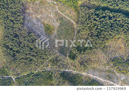 view from above of forest view from above of forest 137929969