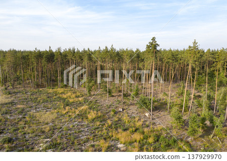view from above of forest view from above of forest 137929970