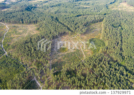 view from above of forest 137929971