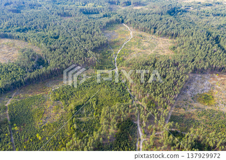 view from above of forest view from above of forest 137929972