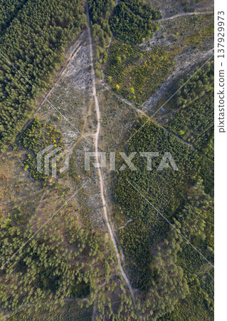 view from above of forest view from above of forest 137929973