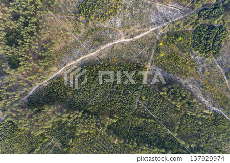 view from above of forest view from above of forest 137929974