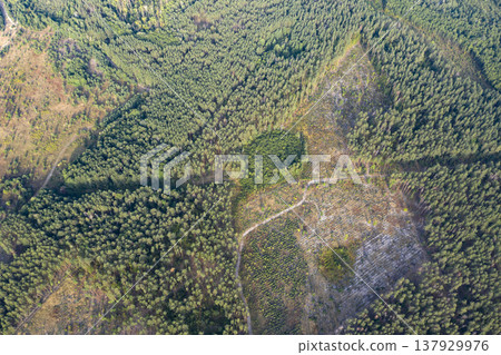 view from above of forest view from above of forest 137929976
