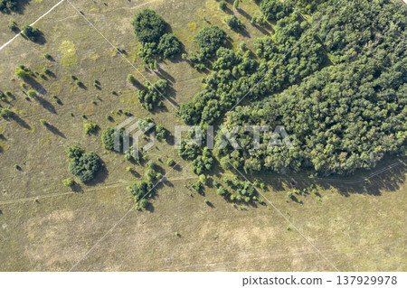 view from above of forest view from above of forest 137929978