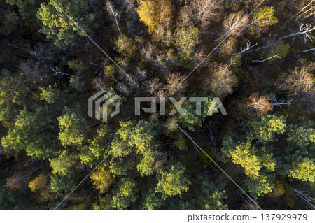 view from above of forest view from above of forest 137929979