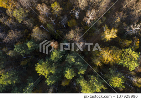 view from above of forest view from above of forest 137929980