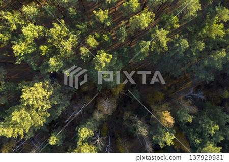 view from above of forest view from above of forest 137929981
