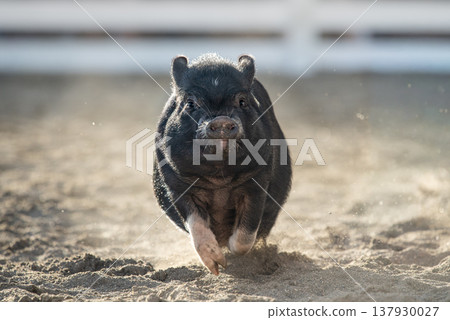 Black pigs running through the pasture, kicking up dust. Black pigs running through the pasture, kicking up dust. 137930027