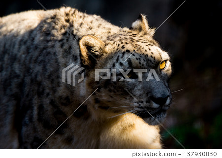 A snow leopard's eyes gleam in the sunlight. A snow leopard's eyes gleam in the sunlight. 137930030