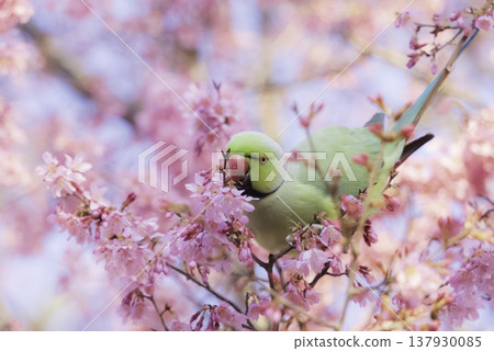 櫻花和一隻環抱玫瑰花環的鸚鵡。 137930085