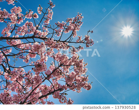 倉敷河津櫻花 倉敷河津櫻花 137930528