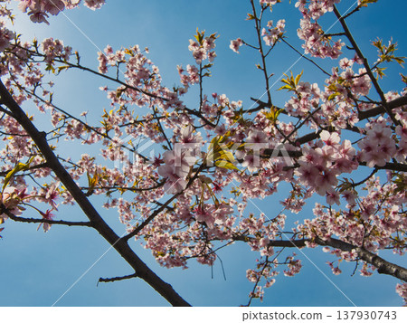 Kurashiki River Kawazu Cherry Blossoms Kurashiki River Kawazu Cherry Blossoms 137930743