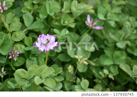 Flower of red-bean 137930745