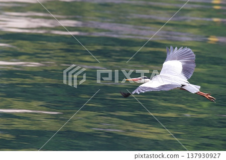 flying little egret flying little egret 137930927