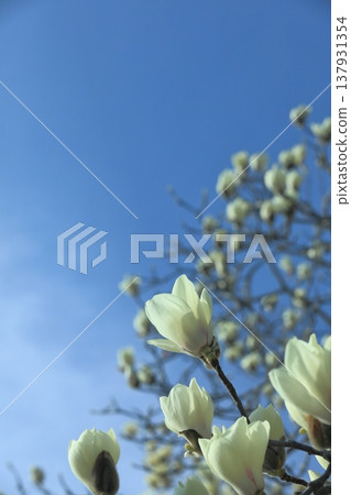 Haku Mokren 137931354