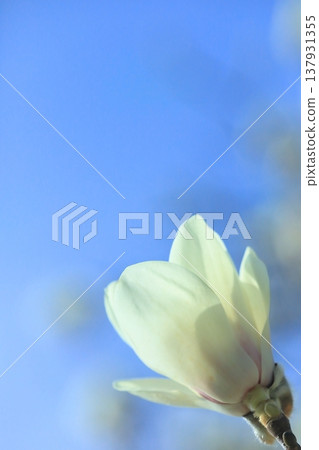 Haku Mokren Haku Mokren 137931355