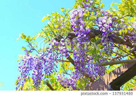 Wisteria flowers in full bloom, bathed in sunlight. Wisteria flowers in full bloom, bathed in sunlight. 137931480