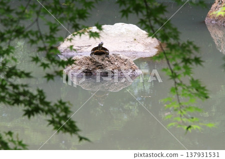 一隻烏龜在池塘裡曬太陽 137931531