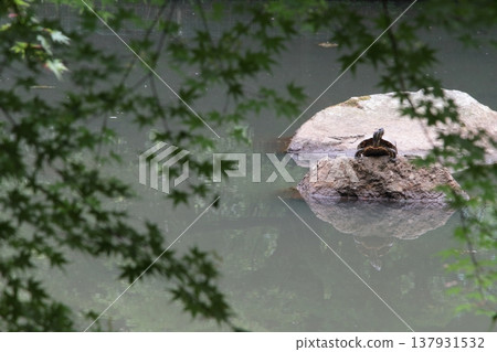 池塘岩石上的烏龜 137931532