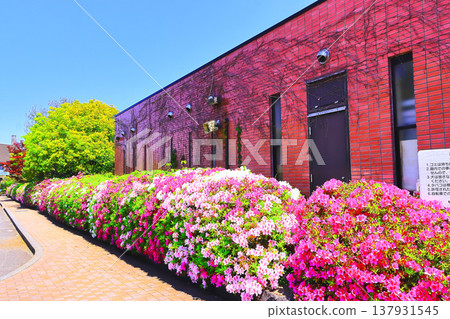 磚造建築和色彩鮮豔的杜鵑花 磚造建築和色彩鮮豔的杜鵑花 137931545