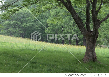 一棵大樹在公園裡 137931564