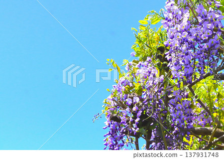 Clear blue skies and wisteria flowers in full bloom Clear blue skies and wisteria flowers in full bloom 137931748