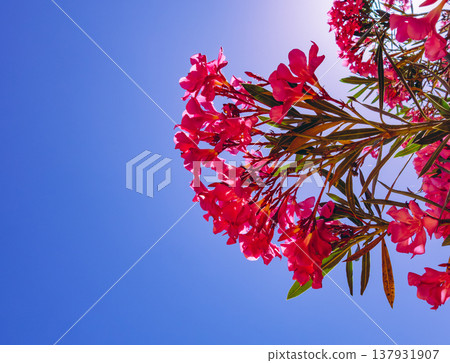 Oleander flowers in the city of Granada, Spain Oleander flowers in the city of Granada, Spain 137931907