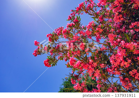 Oleander flowers in the city of Granada, Spain Oleander flowers in the city of Granada, Spain 137931911