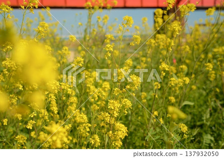 油菜花和紅色鐵橋 油菜花和紅色鐵橋 137932050