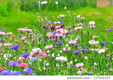 Cornflowers blooming in a flower field in early summer Cornflowers blooming in a flower field in early summer 137932147
