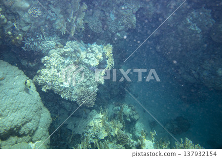sea fish near coral reef, underwater sea fish near coral reef, underwater 137932154