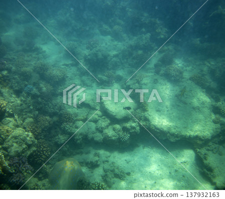 sea fish near coral reef, underwater sea fish near coral reef, underwater 137932163