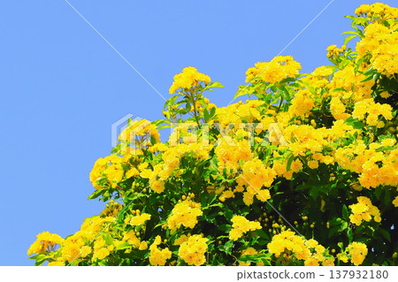 Vibrant double-flowered Banksia rose 137932180