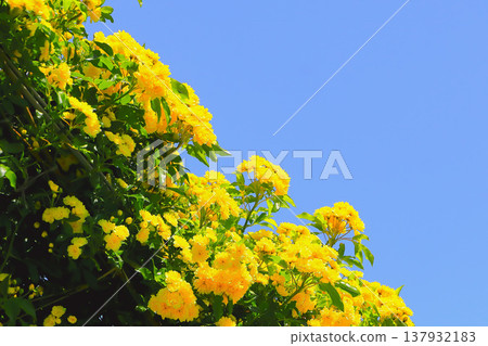 Yellow roses stand out against the clear blue sky. 137932183