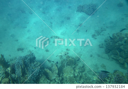 sea fish near coral reef, underwater 137932184