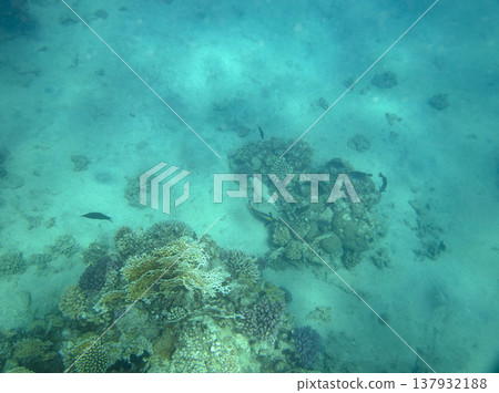 sea fish near coral reef, underwater sea fish near coral reef, underwater 137932188