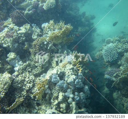 sea fish near coral reef, underwater 137932189