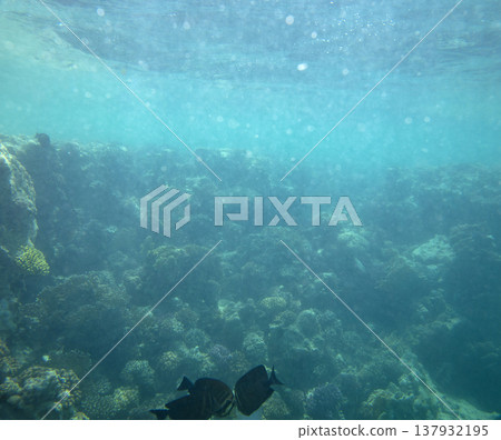 sea fish near coral reef, underwater sea fish near coral reef, underwater 137932195