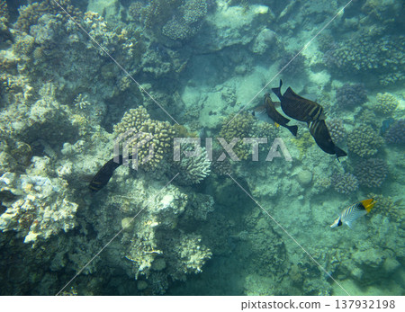 sea fish near coral reef, underwater sea fish near coral reef, underwater 137932198