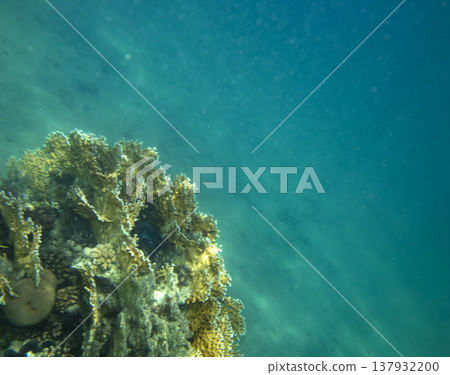 sea fish near coral reef, underwater sea fish near coral reef, underwater 137932200