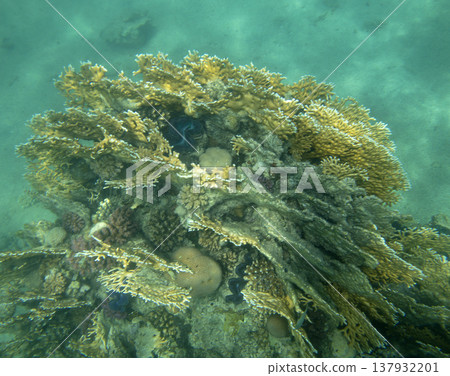 sea fish near coral reef, underwater 137932201