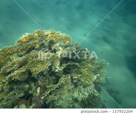 sea fish near coral reef, underwater sea fish near coral reef, underwater 137932204