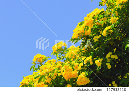 Yellow roses stand out against the clear blue sky. Yellow roses stand out against the clear blue sky. 137932218