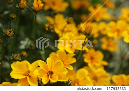 花 花 137932883