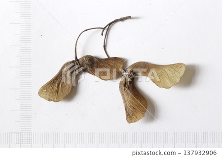 Dried fruit of Japanese maple (Acer pictum), with scaled record, Tohoku region. Dried fruit of Japanese maple (Acer pictum), with scaled record, Tohoku region. 137932906